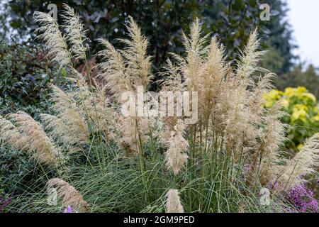 Grande plante de Cortaderia selloana en fleur en été Banque D'Images