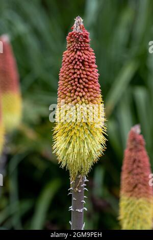 Gros plan d'une fleur bleue Oxford Kniphofia caulescens en été Banque D'Images
