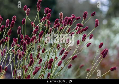 Masse de fleurs de canneberge de Sanguisorba Cangshan en été Banque D'Images