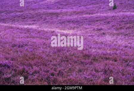 Paysage de bruyère rose coloré en fleurs Banque D'Images