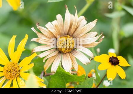 Fleur de camomille séchée au coeur jaune Banque D'Images