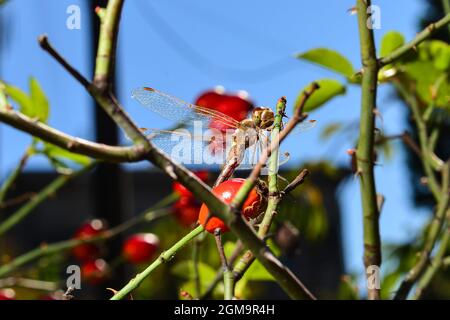 L'automne encore la vie avec une libellule reposant sur les branches d'une rose de la hanche avec des baies rouges Banque D'Images