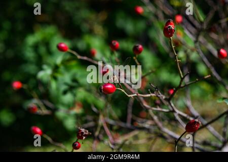 L'automne encore la vie avec une libellule reposant sur les branches d'une rose de la hanche avec des baies rouges Banque D'Images