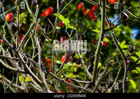 L'automne encore la vie avec une libellule reposant sur les branches d'une rose de la hanche avec des baies rouges Banque D'Images