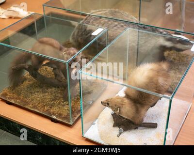 Animaux à fourrure farcis dans des étuis en verre. Affichage Zoologique. Martens et blaireau dans la chambre de taxidermie Banque D'Images