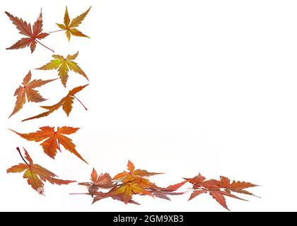 Les feuilles d'automne background Banque D'Images