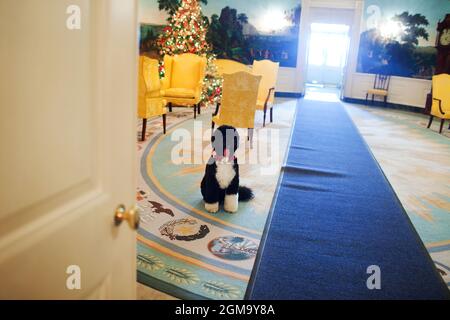 Bo, le chien de la famille Obama, attend près d’un arbre de Noël dans la salle de réception diplomatique de la Maison Blanche, le 3 décembre 2009. (Photo officielle de la Maison Blanche par Samantha Appleton) cette photo officielle de la Maison Blanche est disponible uniquement pour publication par les organismes de presse et/ou pour impression personnelle par le(s) sujet(s) de la photo. La photographie ne peut être manipulée d'aucune manière et ne peut pas être utilisée dans des documents commerciaux ou politiques, des publicités, des courriels, des produits, des promotions qui, de quelque manière que ce soit, suggèrent l'approbation ou l'approbation du Président, de la première famille ou du H blanc Banque D'Images