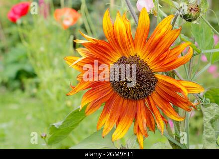 Helianthus annuus 'Earthwalker' tournesol poussant dans un jardin anglais. ROYAUME-UNI Banque D'Images