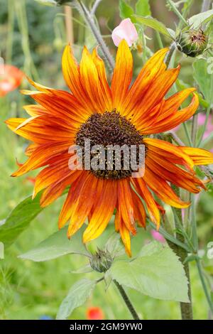 Helianthus annuus 'Earthwalker' tournesol poussant dans un jardin anglais. ROYAUME-UNI Banque D'Images