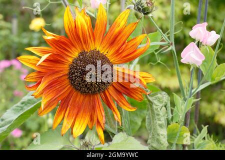 Helianthus annuus 'Earthwalker' tournesol poussant dans un jardin anglais. ROYAUME-UNI Banque D'Images