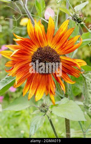 Helianthus annuus 'Earthwalker' tournesol poussant dans un jardin anglais. ROYAUME-UNI Banque D'Images