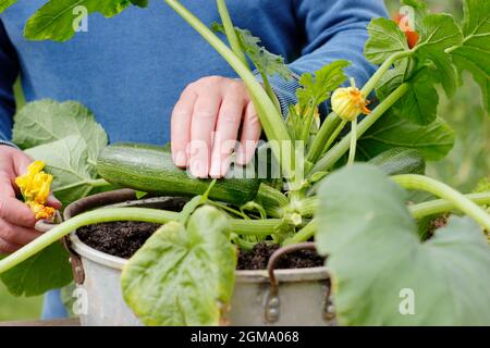 Récolte de courgettes à partir d'une plante cultivée en conteneur dans un jardin domestique. Cucurbita pepo 'Definder'. Banque D'Images