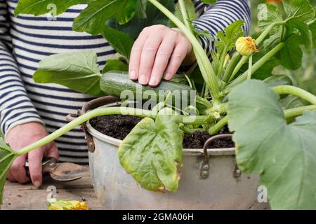 Récolte de courgettes à partir d'une plante cultivée en conteneur dans un jardin domestique. Cucurbita pepo 'Definder'. Banque D'Images