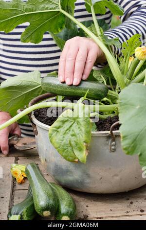 Récolte de courgettes à partir d'une plante cultivée en conteneur dans un jardin domestique. Cucurbita pepo 'Definder'. Banque D'Images