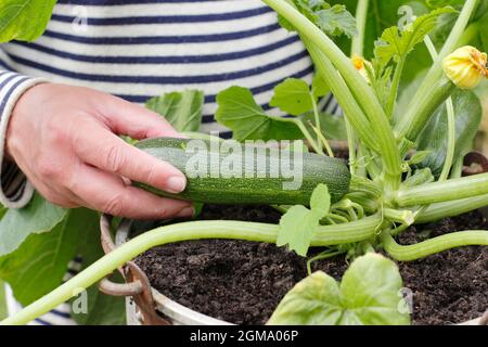 Récolte de courgettes à partir d'une plante cultivée en conteneur dans un jardin domestique. Cucurbita pepo 'Definder'. Banque D'Images