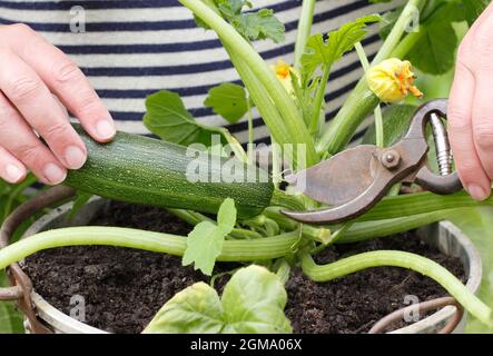 Récolte de courgettes à partir d'une plante cultivée en conteneur dans un jardin domestique. Cucurbita pepo 'Definder'. Banque D'Images