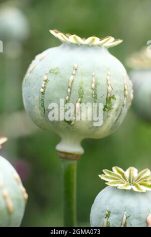 Latex de Papaver somniferum. Le pavot de jardin ornemental est coupé pour montrer la libération de sève laiteuse associée à la récolte d'alcaloïdes. À TITRE D'ILLUSTRATION SEULEMENT. Banque D'Images