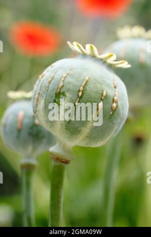 Latex de Papaver somniferum. Le pavot de jardin ornemental est coupé pour montrer la libération de sève laiteuse associée à la récolte d'alcaloïdes. À TITRE D'ILLUSTRATION SEULEMENT. Banque D'Images