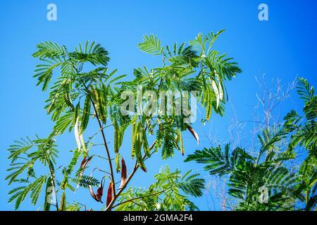 Branche de l'Albizia julibrissin (Perse Silk Tree ou Mimosa) avec des feuilles et des gousses de graines contre le ciel bleu Banque D'Images