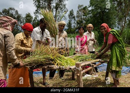 Les projets de loi agricoles 2020 ont été adoptés avec succès au Parlement par le gouvernement syndical de l'Inde. Des manifestations sont organisées par les partis de l'opposition, car ce projet de loi sur l'agriculture est contre les agriculteurs. Au milieu de cela, tous les agriculteurs ruraux sont occupés à battre et à récolter du riz à Mhasave, Gargoti taluka et Kolhapur, les États occidentaux de l'Inde. En raison de l'analphabétisme, les agriculteurs ne connaissent pas leurs droits et leurs lois anti-agriculteurs en Inde. Banque D'Images