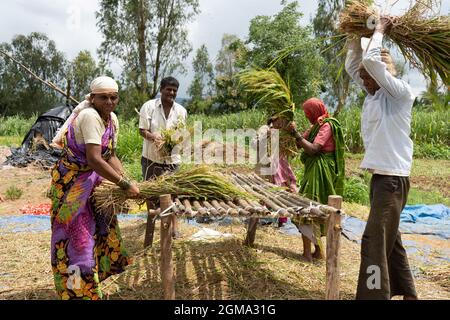 Les projets de loi agricoles 2020 ont été adoptés avec succès au Parlement par le gouvernement syndical de l'Inde. Des manifestations sont organisées par les partis de l'opposition, car ce projet de loi sur l'agriculture est contre les agriculteurs. Au milieu de cela, tous les agriculteurs ruraux sont occupés à battre et à récolter du riz à Mhasave, Gargoti taluka et Kolhapur, les États occidentaux de l'Inde. En raison de l'analphabétisme, les agriculteurs ne connaissent pas leurs droits et leurs lois anti-agriculteurs en Inde. Banque D'Images