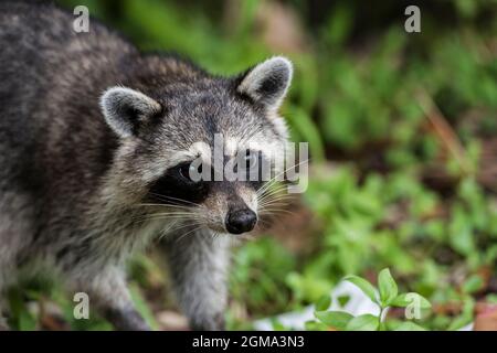 Vue panoramique d'un petit Raccoon dans les bois sur un fond flou Banque D'Images