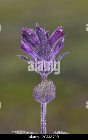 Bartsia alpin - Bartsia alpina Banque D'Images