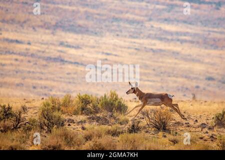 La Pronghorn américaine (Antilocapra americana) fonctionne dans le désert de Smoke Creek dans le comté de Lassen, Californie, États-Unis. Banque D'Images