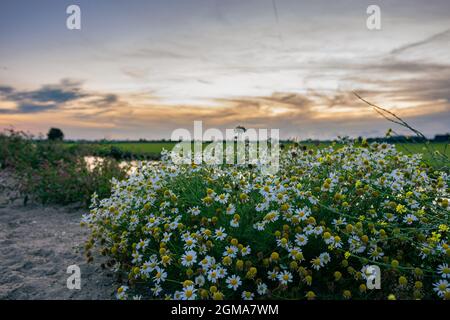 Vue panoramique sur les fleurs sauvages de Daisy dans la campagne de la Hollande pendant le coucher du soleil. Banque D'Images