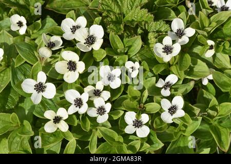 Cornel nain - Cornus suecica Banque D'Images