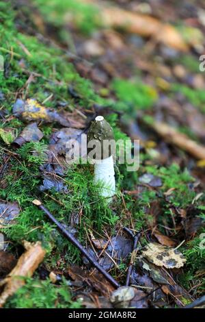 Champignon commun du Stinkhorn (Phallus impudicus), Staffordshire, Angleterre, Royaume-Uni Banque D'Images