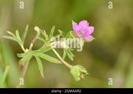 Crane's-Bill à feuilles coupées - Geranium dissectum Banque D'Images