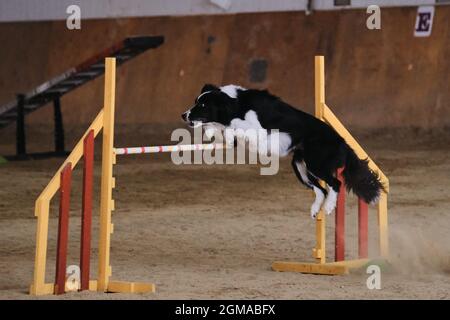 Vitesse et agilité, sport avec chien. La bordure noire et blanche de collie court rapidement et saute haut au-dessus de la barrière aux compétitions d'agilité. Chien le plus intelligent Banque D'Images