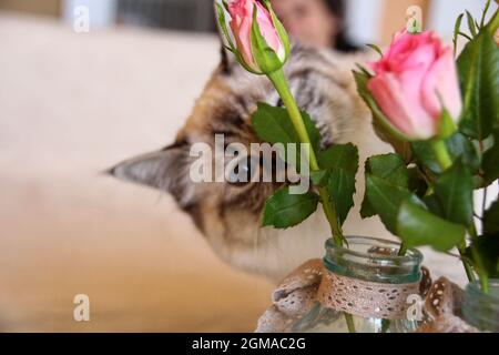 Chat de Kiity doux Birman sacré Banque D'Images