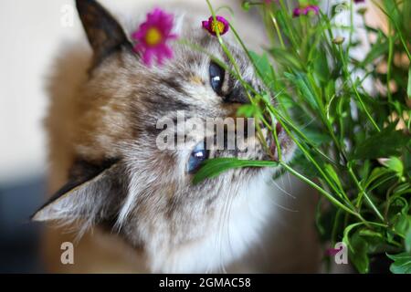 Chat de Kiity doux Birman sacré Banque D'Images