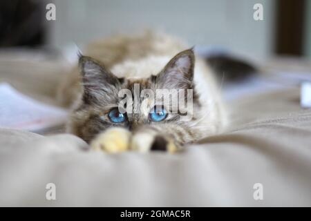 Chat de Kiity doux Birman sacré Banque D'Images