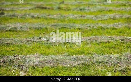 Pelouse tondue par temps ensoleillé, photo d'arrière-plan d'herbe verte fraîche avec mise au point douce sélective Banque D'Images