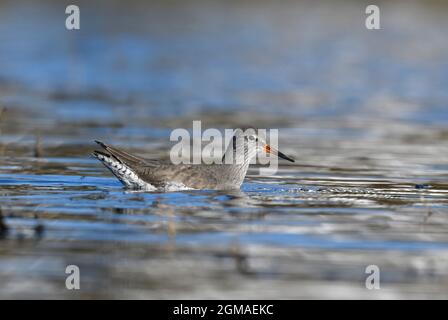 Redshanks - Tringa totanus Banque D'Images