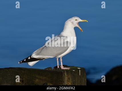 Goéland argenté - Larus argentatus Banque D'Images
