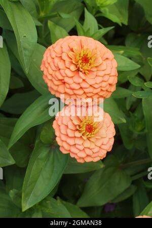 Plante à fleurs d'orange Zinnia elegans dans le parc. Également connu sous le nom de jeune et d'âge, zinnia commune ou zinnia élégante. Banque D'Images