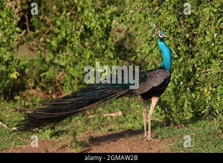 Peafhibou indien (Pavo cristatus) adulte mâle, Bundala NP, Sri Lanka Décembre Banque D'Images