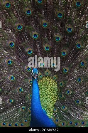 Peafhibou indien (Pavo cristatus) gros plan d'un homme affichant le NP de Bundala, Sri Lanka Décembre Banque D'Images