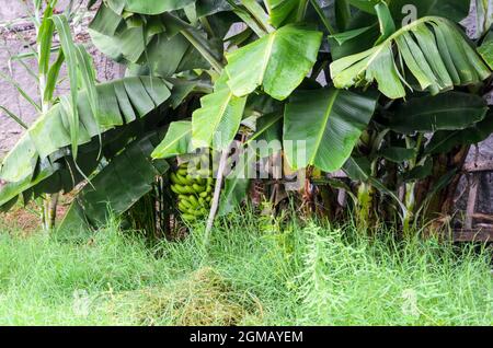 Plante de banane verte sur un terrain d'une maison. Originaires d'Asie du Sud-est, ils sont actuellement cultivés dans pratiquement toutes les régions tropicales du plan Banque D'Images