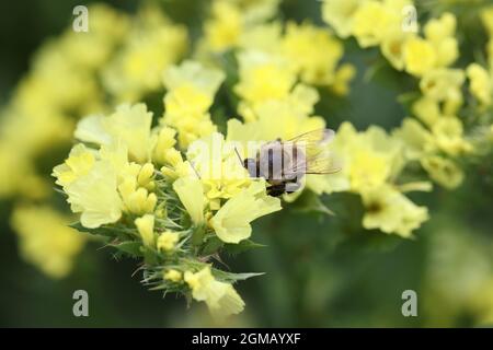 Fleurs sauvages jaunes dans le jardin. Des fleurs qui fleurissent tout l'été en gros plan Banque D'Images