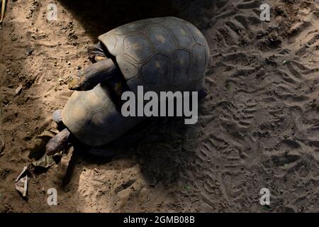 La tortue est un reptile pourvu d'une carapace, exclusivement terrestre, originaire d'Amérique du Sud, en particulier du Brésil. Zoo de Salvador, Bahia, Brésil. Banque D'Images