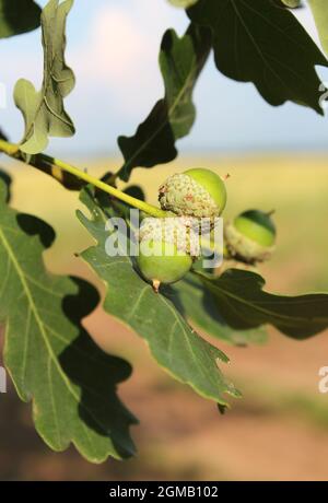 Des glands verts non mûrs sur une branche de chêne le jour d'été Banque D'Images