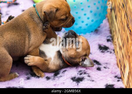 Stafford Bull Terrier, deux petits chiots en jeu Banque D'Images