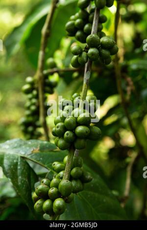 Une plante de café est pentue de cerises de café non mûres. Banque D'Images