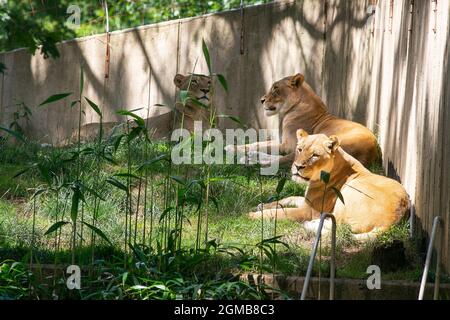 (210917) -- WASHINGTON, le 17 septembre 2021 (Xinhua) -- photo non datée fournie par le zoo national de Smithsonian montre trois lions au zoo national de Smithsonian à Washington, DC, aux États-Unis. Tous les lions et tigres vivant au zoo national de Smithsonian, dans la capitale des États-Unis, Washington, DC, ont été testés présumés positifs pour le coronavirus, a déclaré le zoo dans un communiqué de presse vendredi. (Zoo national de Smithsonian/document via Xinhua) Banque D'Images