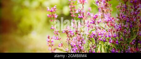 L'abeille recueille le nectar Salvia pratensis, le trêve de prairie ou les fleurs violettes de sauge de pré. Collection d'herbes. Médicaments à base de plantes médicinales. Concept Medici Banque D'Images